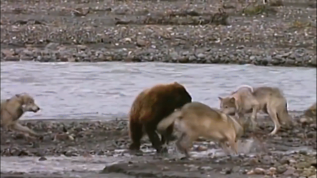 Video: Gấu xám đói vật vã quyết tử chiến 4 sói hung dữ để giành miếng ăn