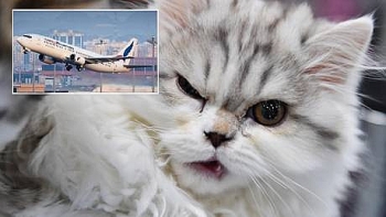 Phi công bất ngờ bị mèo tấn công ngay trong buồng lái, máy bay phải hạ cánh khẩn cấp