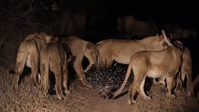 Video: 17 con sư tử dũng mãnh phải cúi đầu chào thua chú nhím gai bé nhỏ