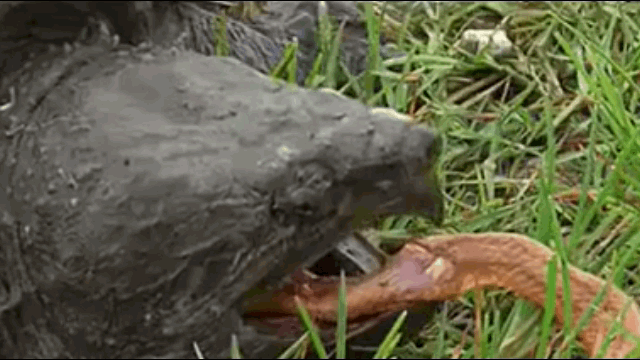 Video: Rắn hổ mang ngu ngốc tự "bò thẳng vào dạ dày" của rùa cá sấu hung bạo