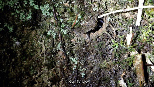 Video: Phát hoảng với chú nhện khổng lồ ở Malaysia