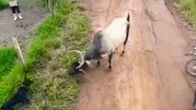 Video: Bị 2 con chó pitbull hung hăngcắn xé, bò nổi điên húc văng đối thủ lên không