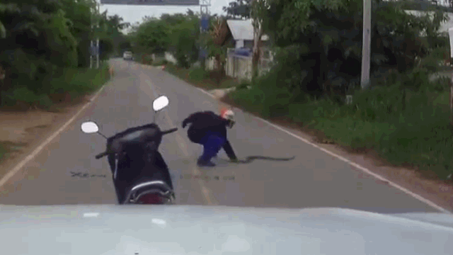 Video: Phát hiện con rắn đang bò trên đường, cao thủ xuống tay 'nhanh như chớp'