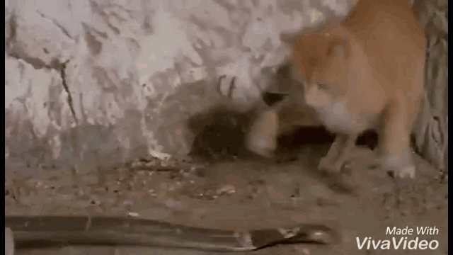 Video: Quyết chiến với mèo nhà, hổ mang chúa nhận cái kết "khó tin"