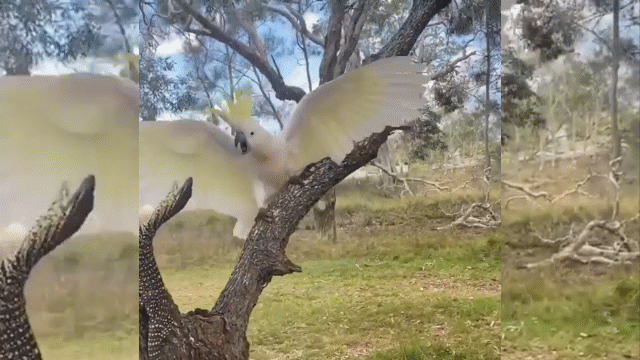 Video: Vẹt trắng liều lĩnh "đại chiến" kỳ đà trên cây