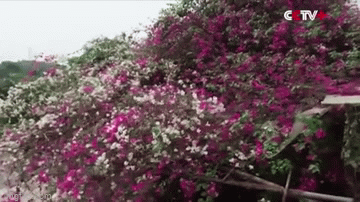 Video: Hoa giấy đột biến 30 năm tuổi bỗng nhiên nở hai màu tuyệt đẹp