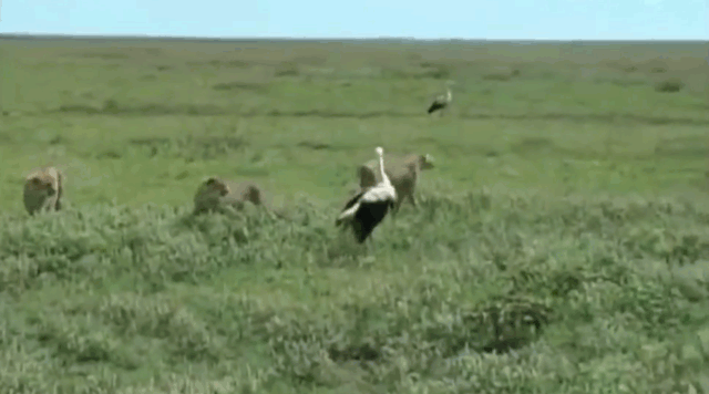 video chu co dung tuyet chieu thoat khoi bay bao dom