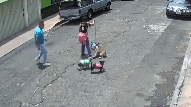 Video: Chó cắn nhau, chủ chó tức tối xô người phụ nữ ngã sấp mặt