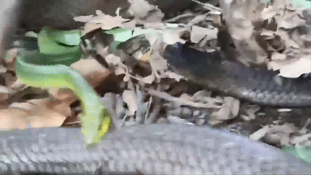 Video: Bị hổ mang chúa tiêm nọc đọc, rắn lục dồn sức ra đòn tấn công cuối cùng