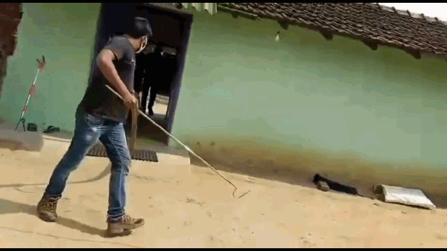 Video: Gia chủ hồn bay phách lạc khi phát hiện hổ mang chúa khổng lồ trong phòng ngủ
