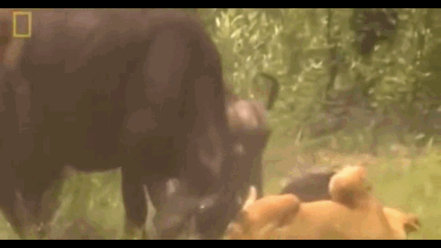 Video: Săn nghé con, sư tử suýt bỏ mạng vì bị trâu rừng truy sát