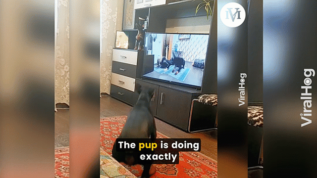 Video: Chó Doberman chăm chỉ tập thể dục theo hướng dẫn trên TV gây 