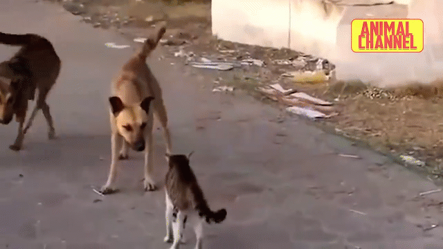 Video: Mèo cưng liều lĩnh một mình “chấp cả thế giới”