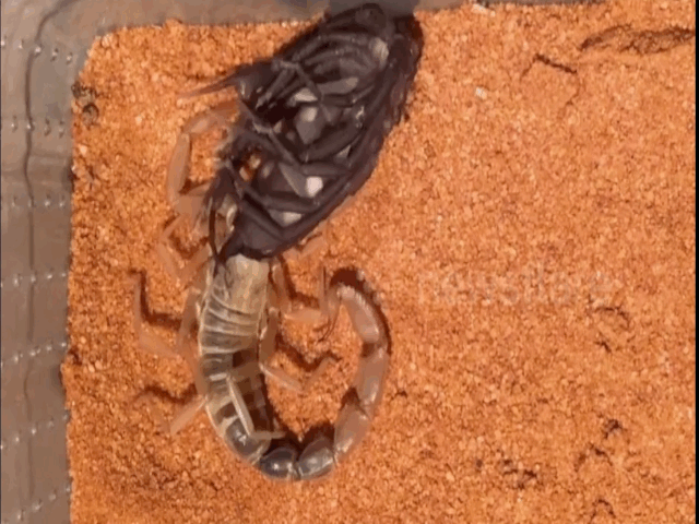 Video: Kinh ngạc với màn lột xác của bọ cạp