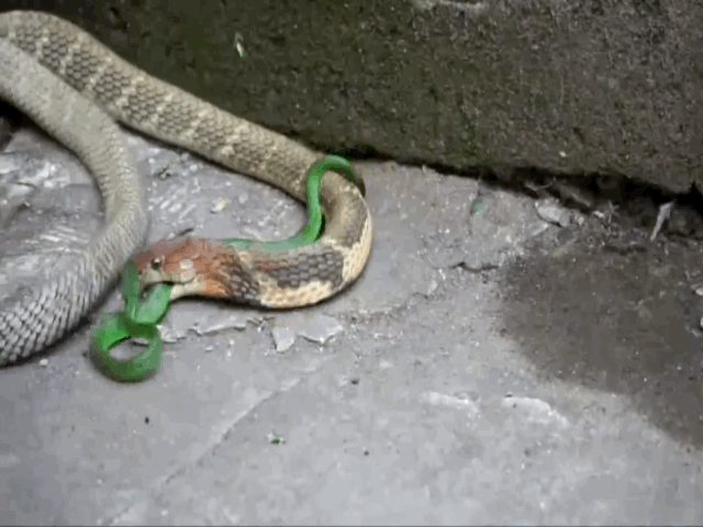 Video: Rắn hổ mang chúa "càn quét" cả đàn rắn lục đuôi đỏ