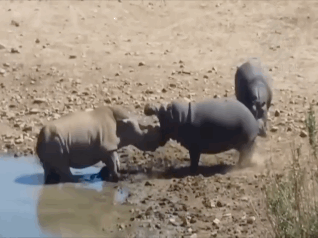 Video: Ra oai với hà mã, tê giác bị đánh te tua