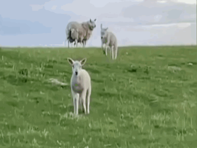 video chu cuu thuc hien vu dao khien nguoi xem thich thu