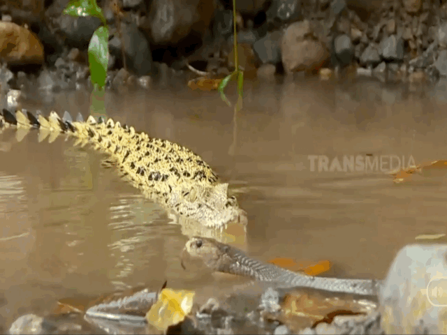 Video: Bị cá sấu bất ngờ đánh úp, hổ mang chúa hoảng hồn
