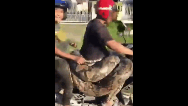 Video: Người đàn ông chở trăn nặng 200kg trên xe máy