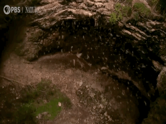Video: Núi lửa kỳ lạ "phun ra" hàng triệu con dơi mỗi đêm