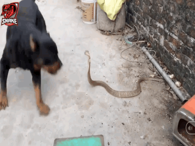 Video: Hổ mang bị chó nhà hung dữ cắn xé tơi bời