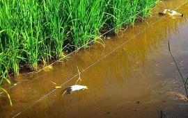 tin tuc thoi su 24h nong nhat sang 197 hai nguoi tu vong nghi do gap nan khi dung dien bay chuot