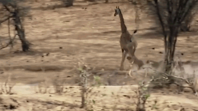 Video: Sư tử bất ngờ bị hươu cao cổ tung vó đạp