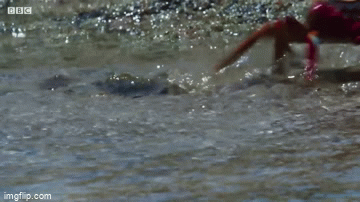 video cua bien hoi ha tron chay vi bi phuc kich