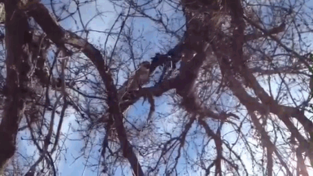 Video: Truy sát con báo, chó săn nhận cú tát như trời giáng