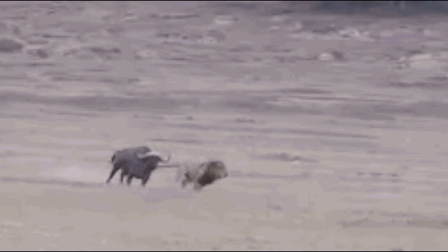 Video: Bị trâu rừng truy đuổi, sư tử cắm đầu tháo chạy