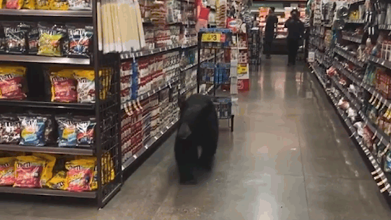 Video: Gấu đen ''hạ sơn', thản nhiên vào siêu thị đi dạo