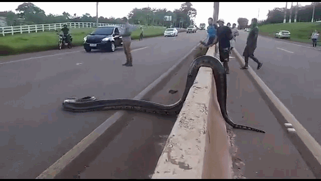 Video: Trăn Anaconda khổng lồ thản nhiên băng qua đường khiến nhiều người ná thở