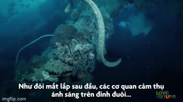 Video: Rắn biển Olive - "sát thủ" kịch độc dưới đáy đại dương