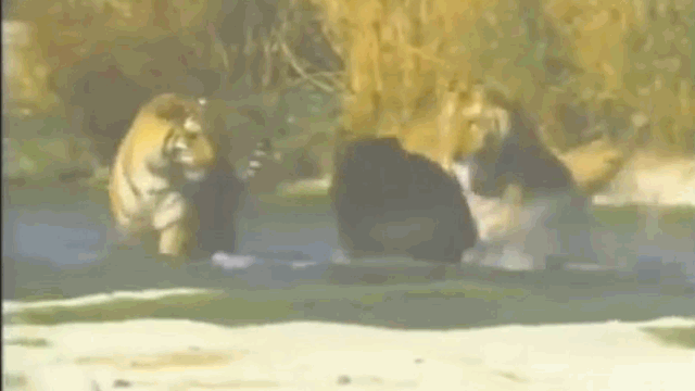 Video: Bị hổ dữ đánh hội đồng, gấu đen tháo chạy thục mạng