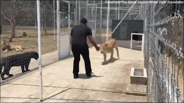 Video: Sư tử 'mừng rỡ' lao tới người chủ cũ khi gặp lại