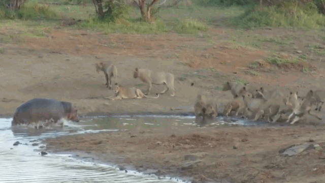 video bi ha ma co tinh nhay hon chuc con su tu ngam ngui dung tren bo nuot han