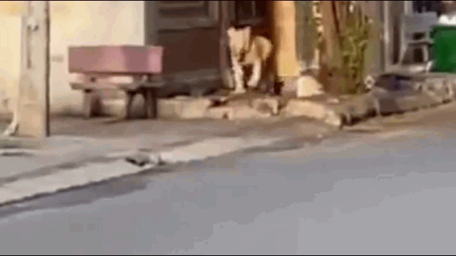 Video: Sư tử ung dung dạo bước trên đường phố khiến nhiều người tá hỏa