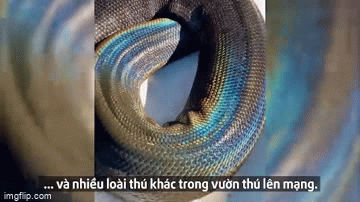 Video: Cận cảnh con trăn khổng lồ có màu da độc nhất thế giới
