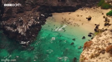 Video: Đàn sư tử biển lao như tên bắn, dàn trận săn cá mắc cạn