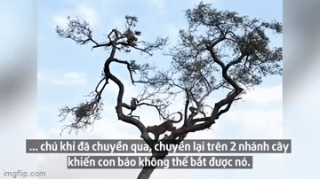 Video: Báo hoa "vã mồ hôi" vì trò đuổi bắt trên cây với chú khỉ tinh ranh