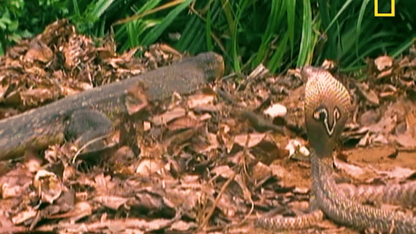 video gio vo duong oai de tranh moi ho mang bi ky da tung cu troi giang vao mat