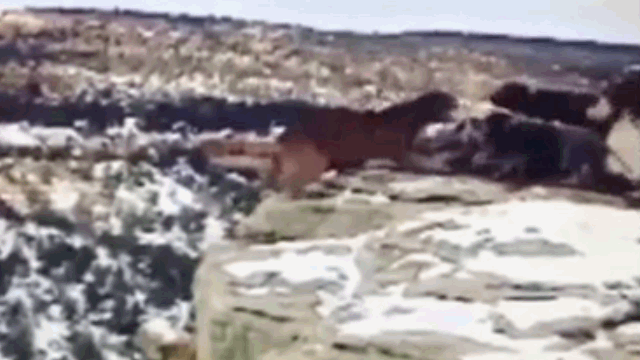 Video: Chú báo bị đàn chó săn dồn vào đường cùng