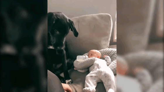 Video: Chú chó "phản ứng", quyết không cho ai chạm vào bé sơ sinh