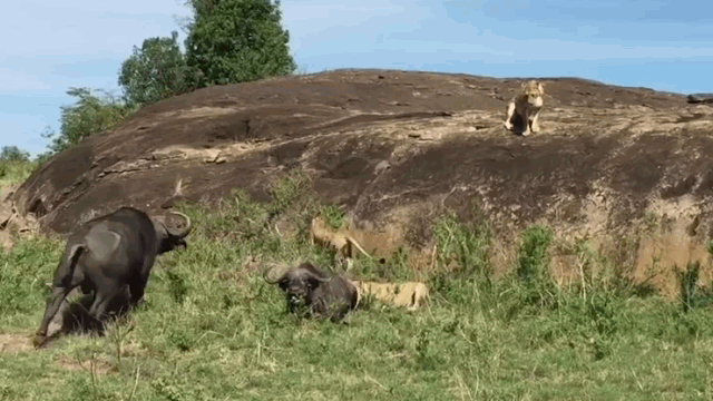 Video: Trâu rừng liều mạng cứu đồng loại thoát khỏi móng vuốt sư tử