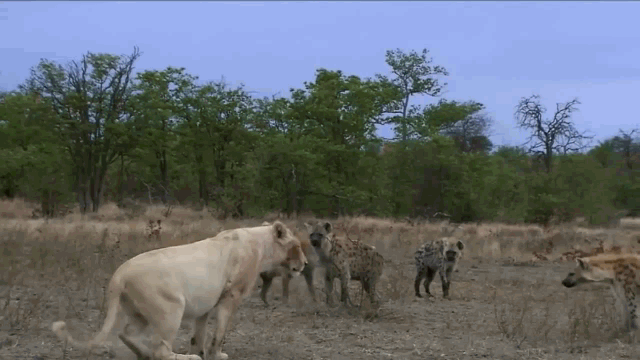 Video: Bị 13 con linh cẩu hung hăng vây đánh, sư tử làm động tác lạ khiến đối thủ vội chùn bước