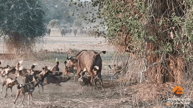 Video: Đàn chó hoang dùng "chiêu độc" hạ gục trâu rừng