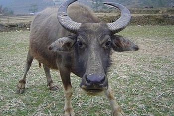 tin tuc 24h trong ngay moi nhat ban ha con trau dien huc nhieu nguoi trong thuong