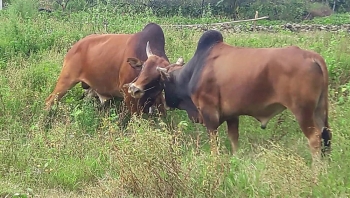 Tin tức 24h trong ngày mới nhất: Xua đuổi 2 con bò đực đang kịch chiến, người phụ nữ bị bò quay ra húc