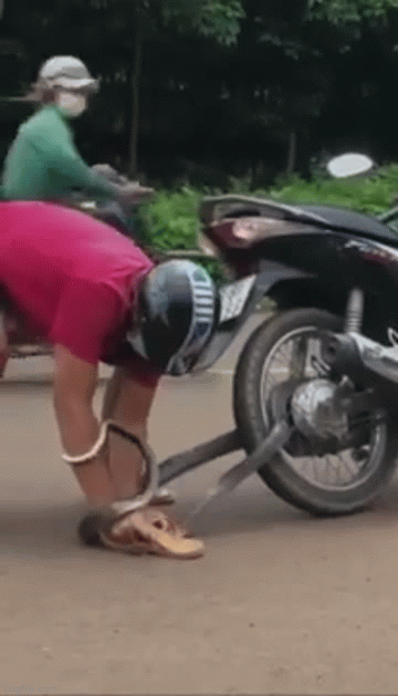 Video: Thấy rắn quấn vào bánh xe, người đàn ông hành động cực liều lĩnh