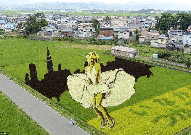Cận cảnh những kiệt tác nghệ thuật khổng lồ trên đồng lúa Nhật Bản